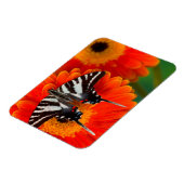 A Zebra Frack Butterfly Magnet (Linke Seite)