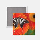 A Zebra Frack Butterfly Magnet (Vorderseite/Rückseite)