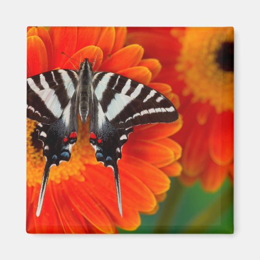 A Zebra Frack Butterfly Magnet (Vorne)