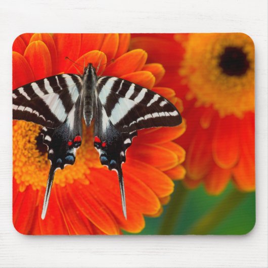 A Zebra Frack Butterfly Mousepad (Vorne)
