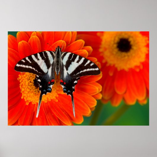 A Zebra Frack Butterfly Poster (Vorne)