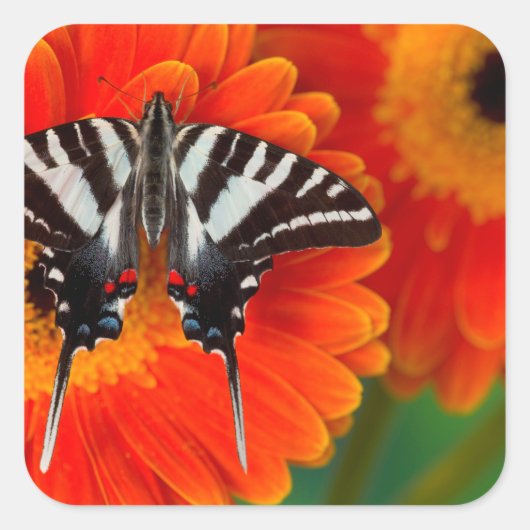 A Zebra Frack Butterfly Quadratischer Aufkleber (Vorderseite)