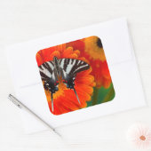 A Zebra Frack Butterfly Quadratischer Aufkleber (Umschlag)