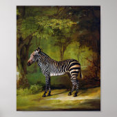 A Zebra von George Stubbs Poster (Vorne)