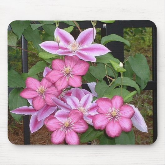 AA, rosa Clematis-Blume mousepad (Vorne)