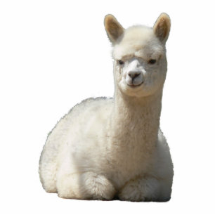 Aah Alpaka-Foto-Skulptur Freistehende Fotoskulptur