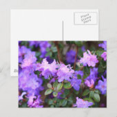 Aalea-Blütenstrauch Postkarte (Vorne/Hinten)