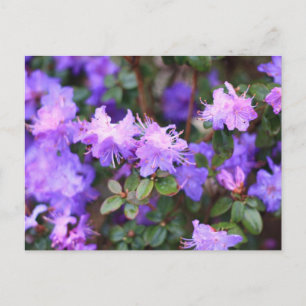 Aalea-Blütenstrauch Postkarte