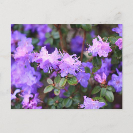 Aalea-Blütenstrauch Postkarte (Vorderseite)