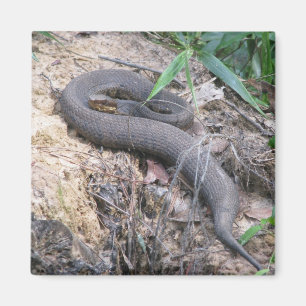 Aalende Cottonmouth-Schlange Magnet