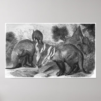 Aardvark - Orycteropus nach Portfolio Poster