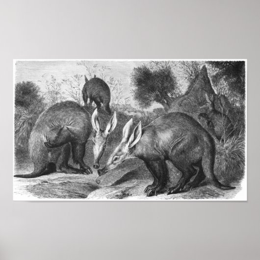 Aardvark - Orycteropus nach Portfolio Poster (Vorne)
