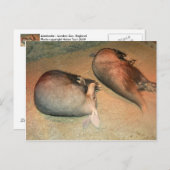 Aardvarks Postcard Postkarte (Vorne/Hinten)