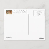 Aardvarks Postcard Postkarte (Rückseite)