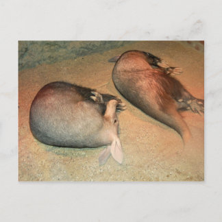 Aardvarks Postcard Postkarte