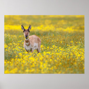 Aarzo-Ebenen vorbei Poster