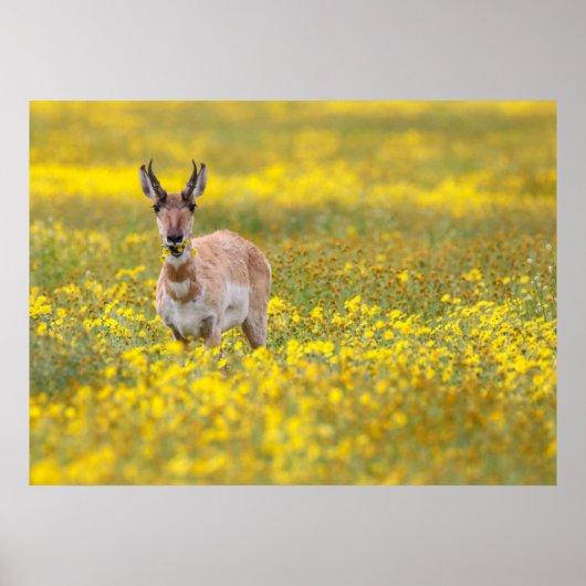 Aarzo-Ebenen vorbei Poster (Vorne)