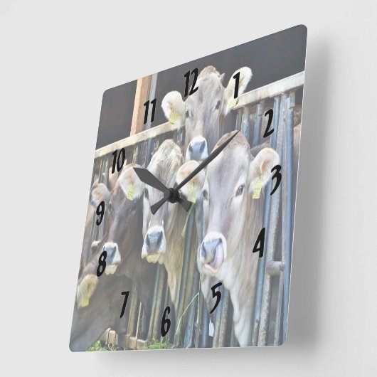 Ab Kühen Quadratische Wanduhr (Winkel)