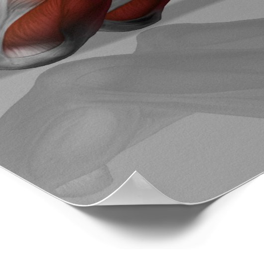 Ab Wheel Poster (Ecke)