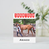 Abaco - Phipps Stables Postkarte (Stehend Vorderseite)