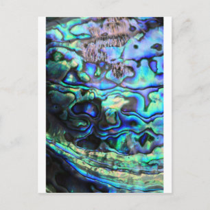 Abalone paua Muschel Postkarte