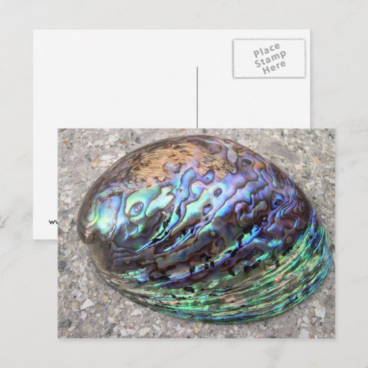 Abalone Postkarte (Vorne/Hinten)