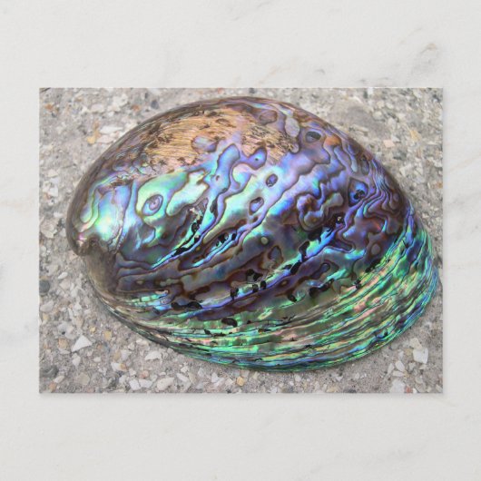 Abalone Postkarte (Vorderseite)