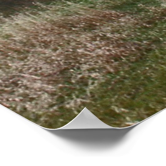 Abanded South Dakota Farm stead. Poster (Ecke)