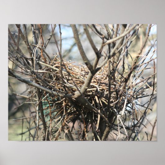 Abandoned Bird Nest Poster (Vorne)