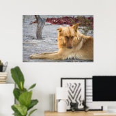 Abandoned Dog Poster (Heimbüro)