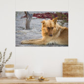 Abandoned Dog Poster (Küche)
