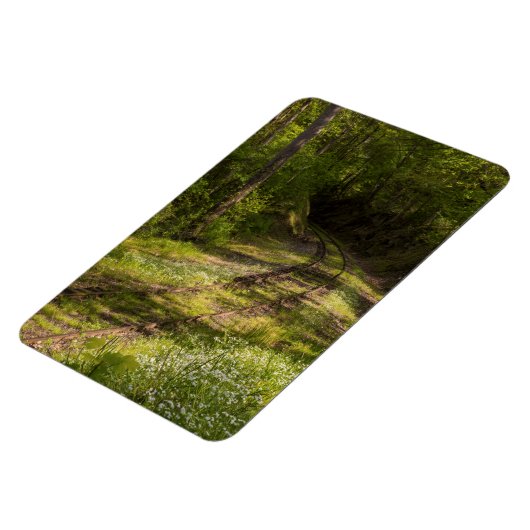 Abandoned Railroad In A Forest Magnet (Linke Seite)