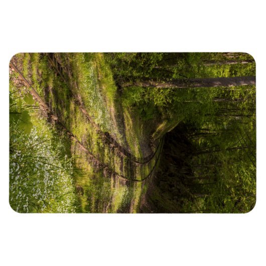 Abandoned Railroad In A Forest Magnet (Horizontal)