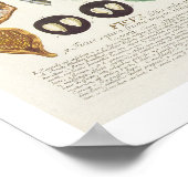 Abb., eingraviert von Johann Jakob Haid (1704-67) Poster (Ecke)