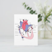 Abbildung 2. Normale Herzfunktion.jpg Postkarte (Stehend Vorderseite)