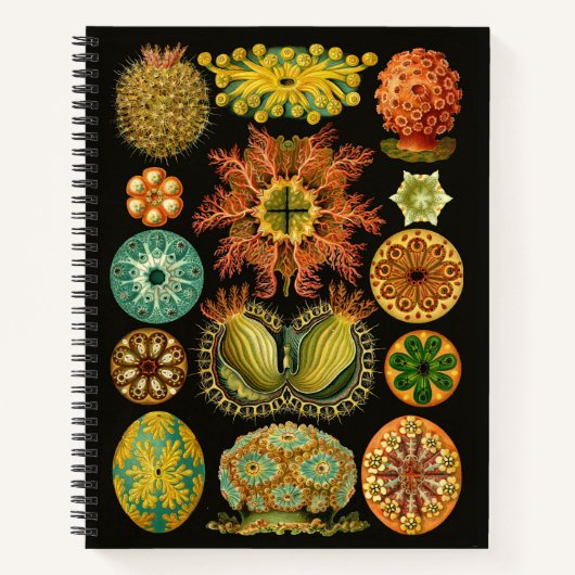Abbildung 8.5 "X11" von Haeckel Ascidiae Sea Squir Notizbuch (Vorderseite)