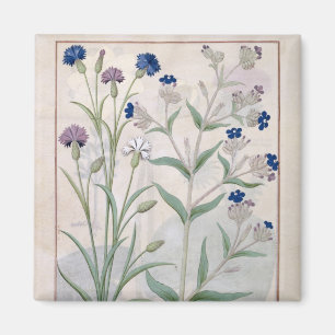 Abbildung aus dem "Buch der einfachen Arzneimittel Magnet