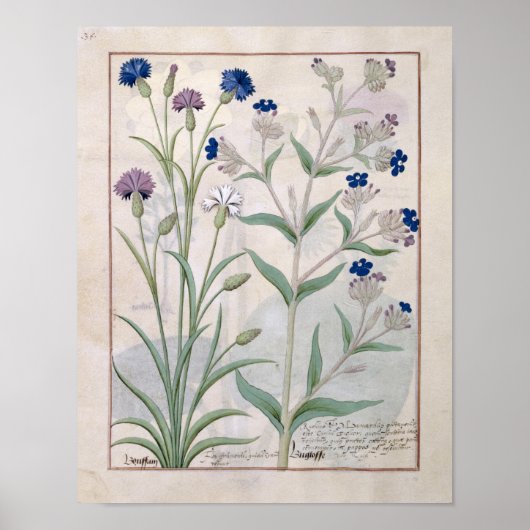 Abbildung aus dem "Buch der einfachen Arzneimittel Poster (Vorne)