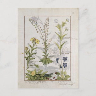 Abbildung aus dem "Buch der einfachen Arzneimittel Postkarte