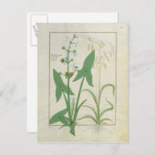 Abbildung aus dem "Buch der einfachen Arzneimittel Postkarte (Vorne/Hinten)