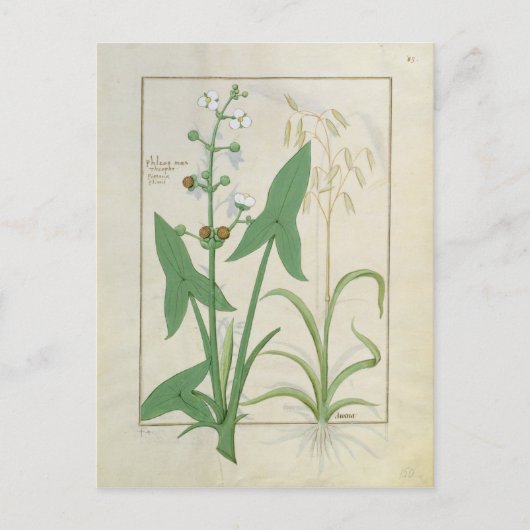 Abbildung aus dem "Buch der einfachen Arzneimittel Postkarte (Vorderseite)