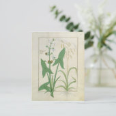 Abbildung aus dem "Buch der einfachen Arzneimittel Postkarte (Stehend Vorderseite)