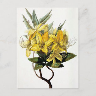 Abbildung "Azalea Pontica" Vintage Blume Postkarte