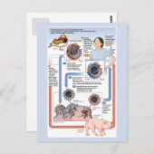Abbildung der antigenen Verschiebung (Influenza) Postkarte (Vorne/Hinten)