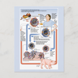 Abbildung der antigenen Verschiebung (Influenza) Postkarte