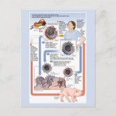 Abbildung der antigenen Verschiebung (Influenza) Postkarte (Vorderseite)