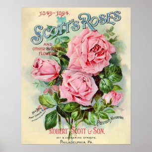 Abbildung der Blume der Vintagen Rose Poster