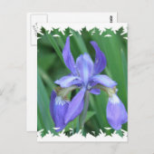 Abbildung der Iris Postkarte (Vorne/Hinten)