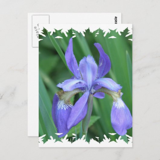 Abbildung der Iris Postkarte (Vorne/Hinten)