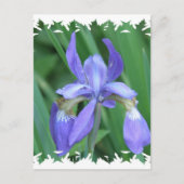 Abbildung der Iris Postkarte (Vorderseite)